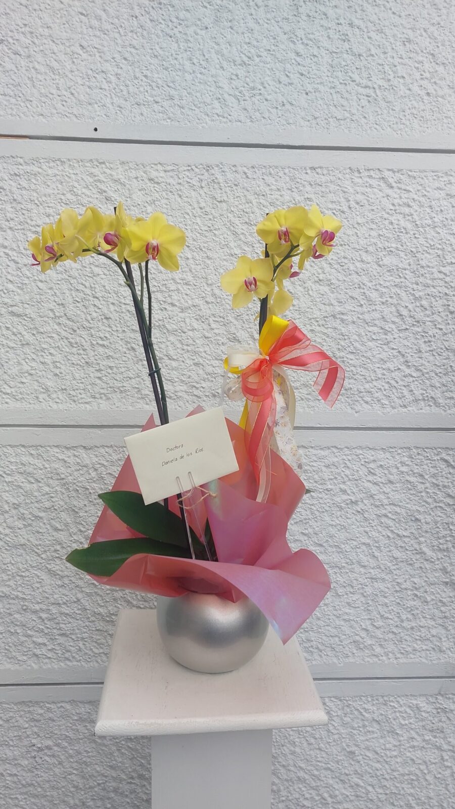 Orquidea Phalenopsis