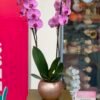 Orquidea Phalenopsis con Matera