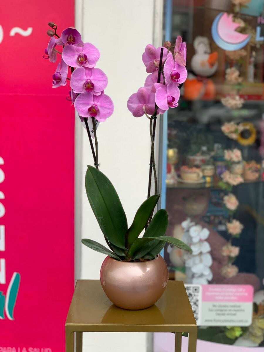 Orquidea Phalenopsis con Matera
