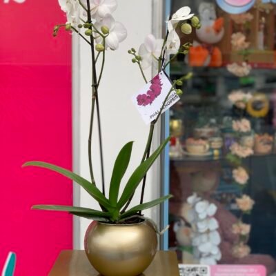 Orquidea Phalenopsis con Matera