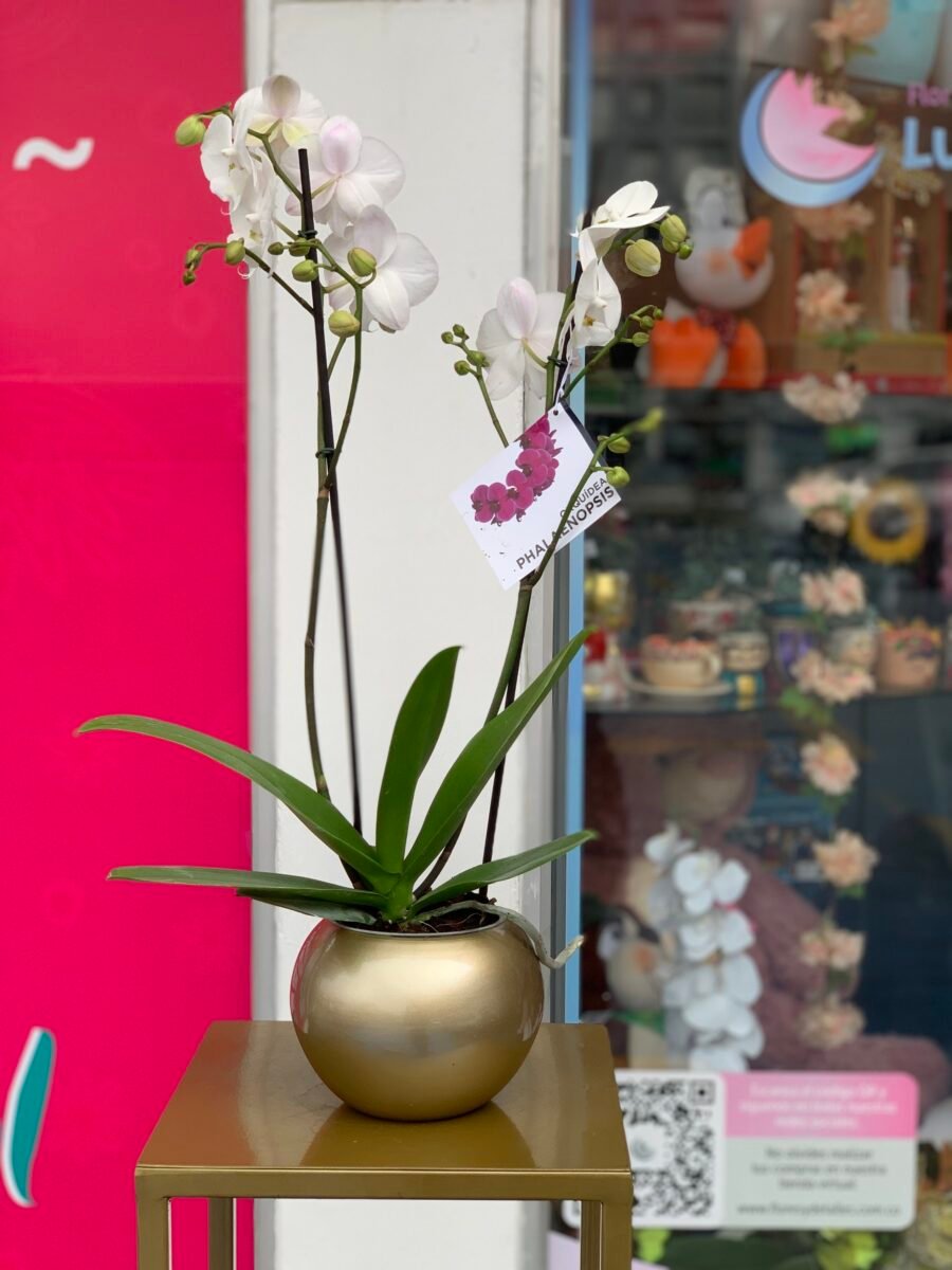 Orquidea Phalenopsis con Matera