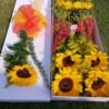 Caja Larga de 8 girasoles
